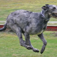 irish wolfhound breed dog blue minepuppy